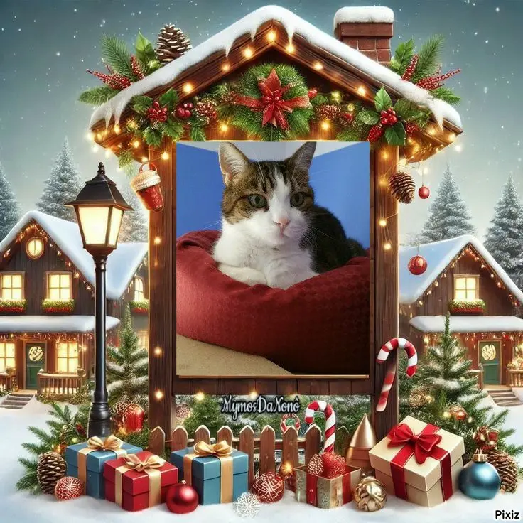 Condolence image of Deine Katzenmutti Tanja 💘