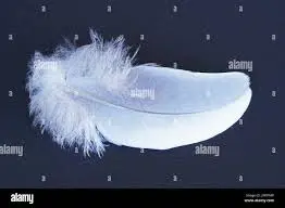 Condolence image of Angelika mit Luna 💔⭐️