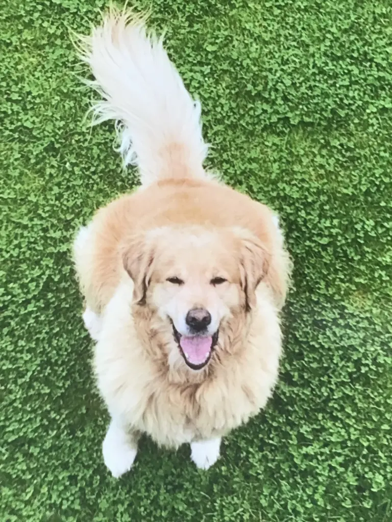 Condolence image of Angelika mit Luna 💔⭐️