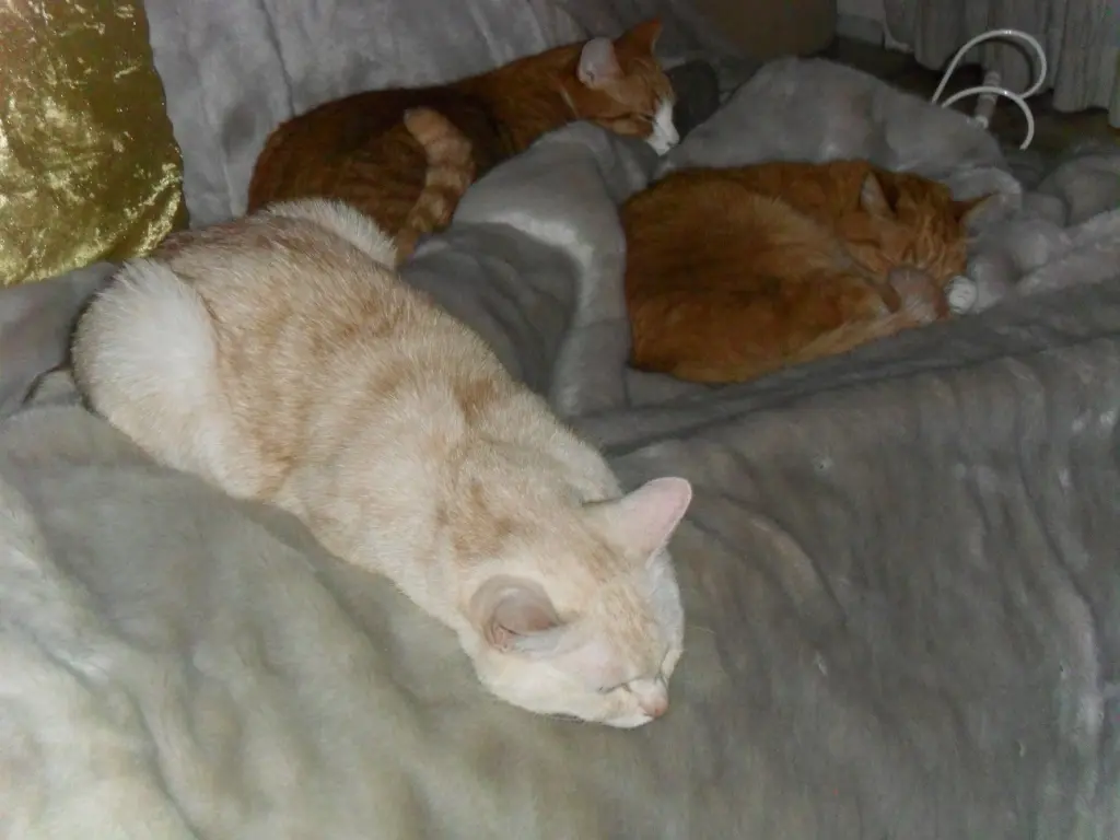 Condolence image of Beate mit Elvis im Herzen❤