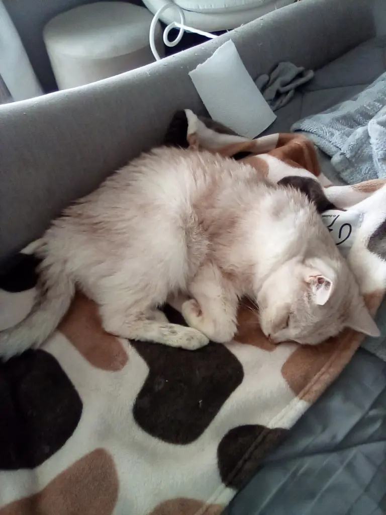 Condolence image of Beate mit Elvis, Baby, Presley und Priscilla im Herzen❤❤❤❤