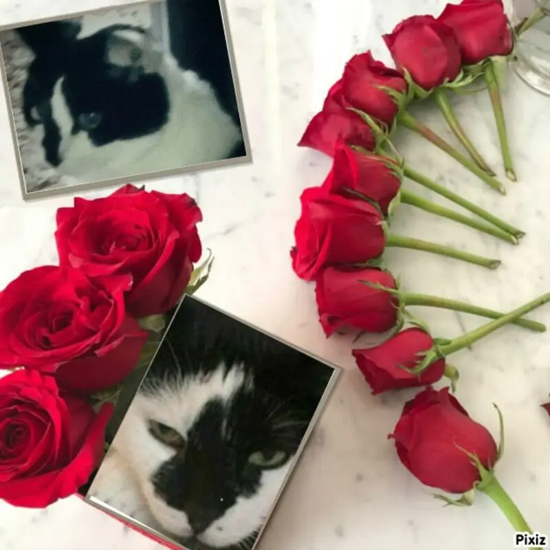 Condolence image of Annemarie und Elke mit Snoopy und Pünktchen❤️❤️