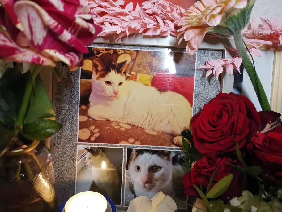 Condolence image of Olena mit Lesik für immer im Herzen ❤️