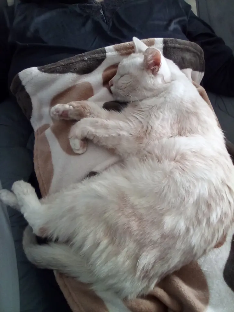 Condolence image of Beate mit Elvis im Herzen❤