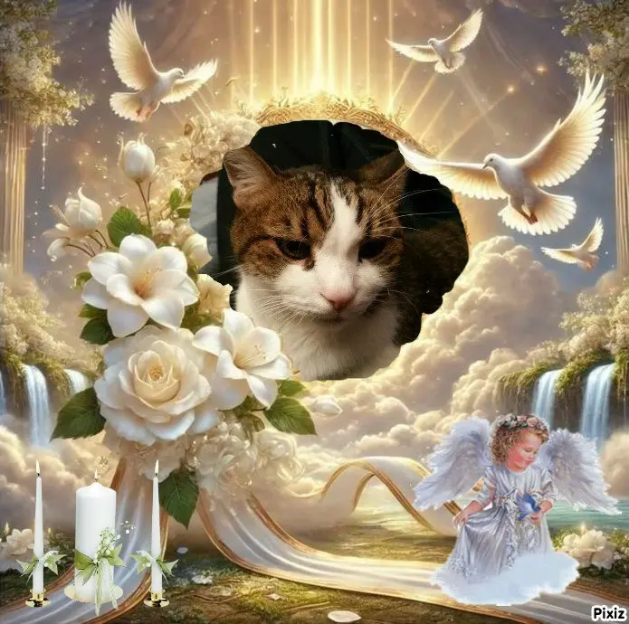 Condolence image of Deine Katzenmutti Tanja 💖🐈🐾