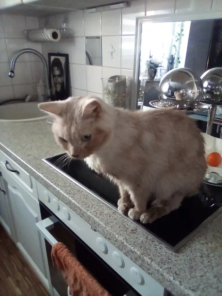 Condolence image of Beate mit Elvis, Baby, Presley und Priscilla im Herzen❤❤❤❤