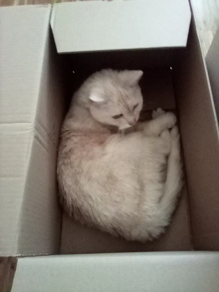 Condolence image of Danke von Priscilla❤