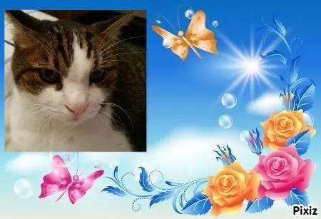 Condolence image of Deine Katzenmutti Tanja 💖⭐