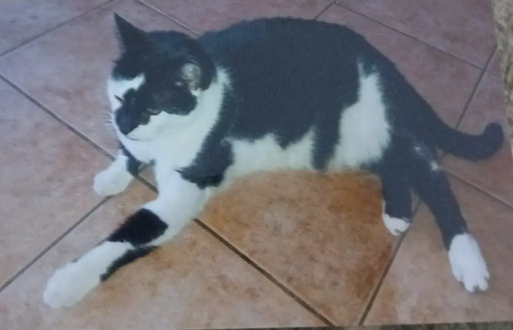 Condolence image of Snoopy und Pünktchen