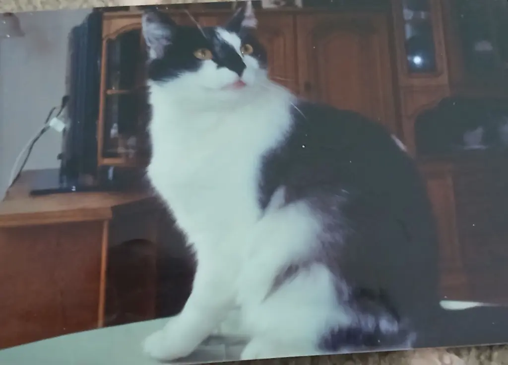 Condolence image of Danke von Pünktchen❤️