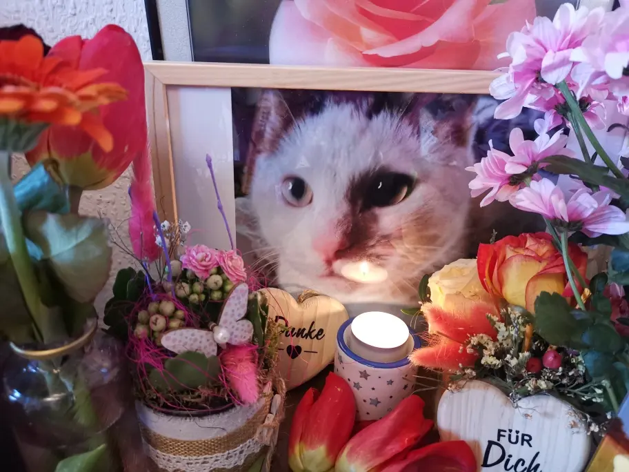 Condolence image of Olena mit Lesik für immer im Herzen ❤️