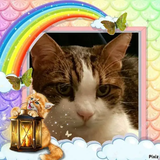 Condolence image of Deine Katzenmutti Tanja 💖⭐