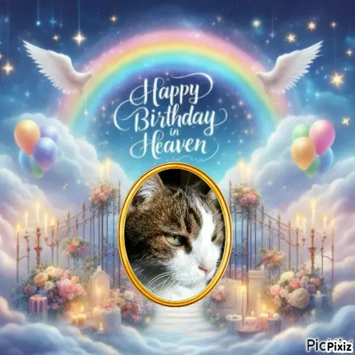 Condolence image of Deine Katzenmutti Tanja 💖⭐