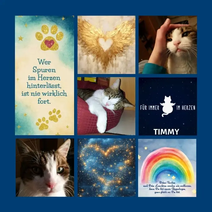 Condolence image of Sternenrosen für Timmy zum 7. Jahresgedenken