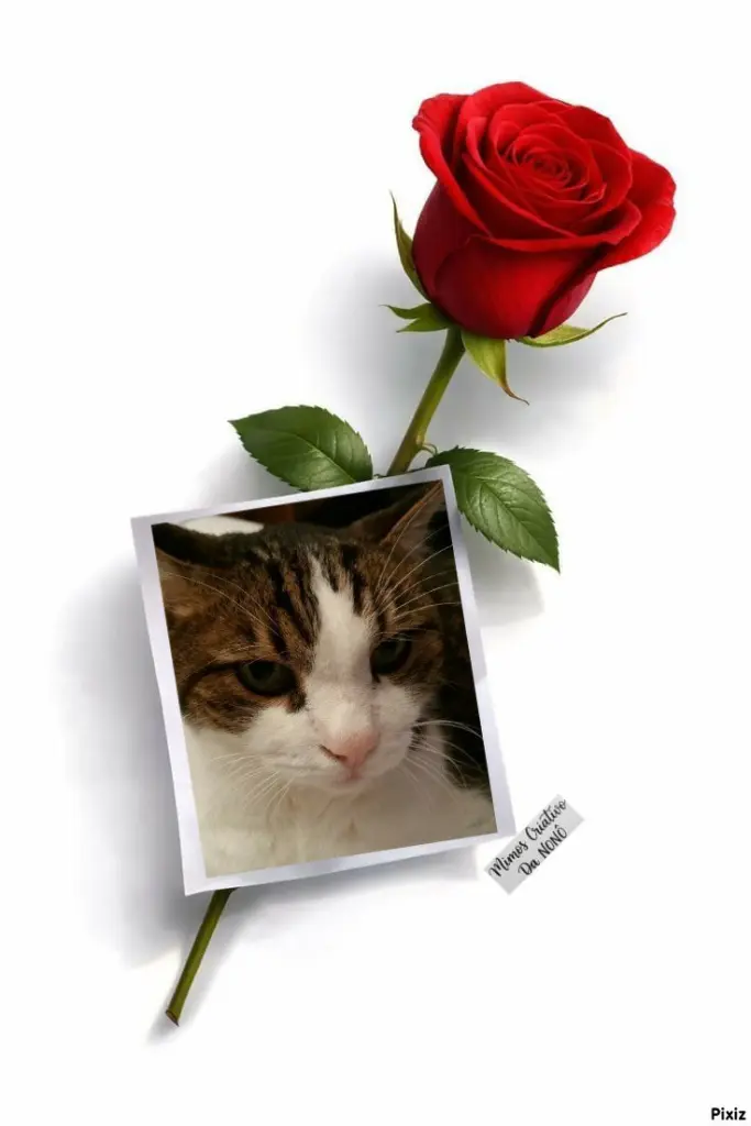Condolence image of Deine Katzenmutti Tanja 💖⭐