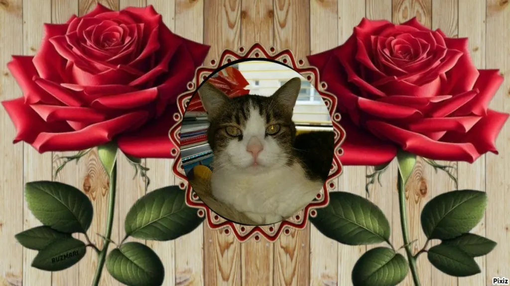 Condolence image of Deine Katzenmutti Tanja 💖⭐