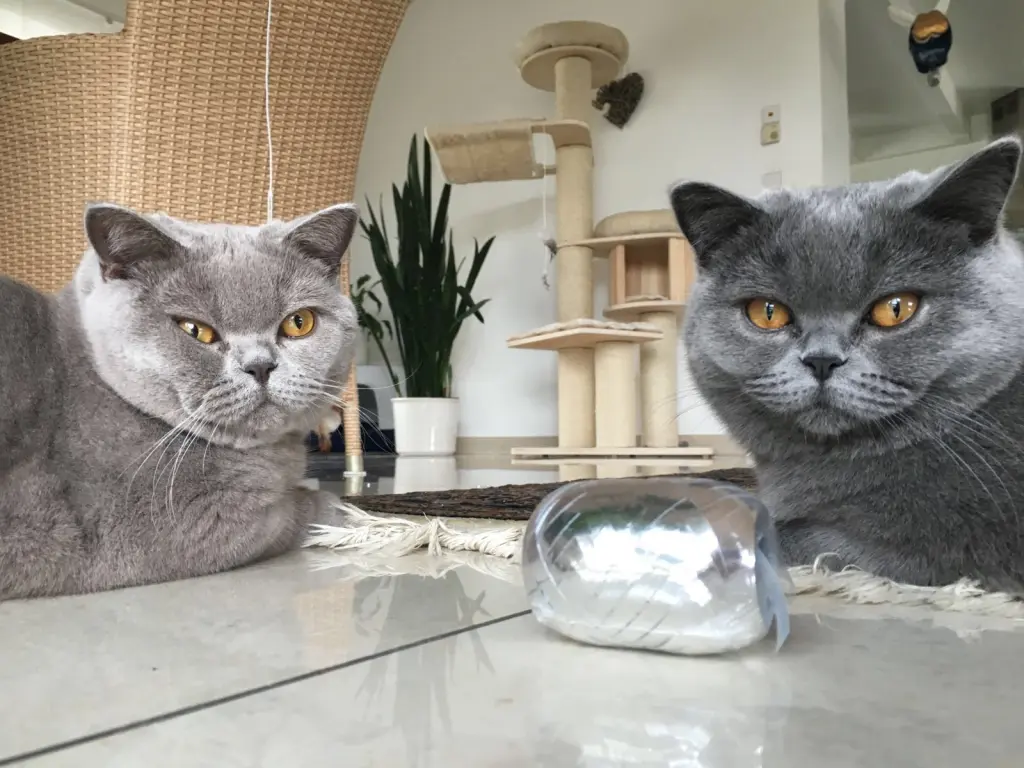 Condolence image of An Timmy und Tanja