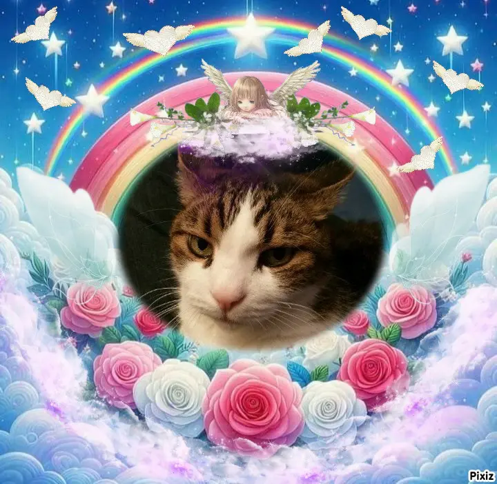 Condolence image of Deine Katzenmutti Tanja 💖⭐