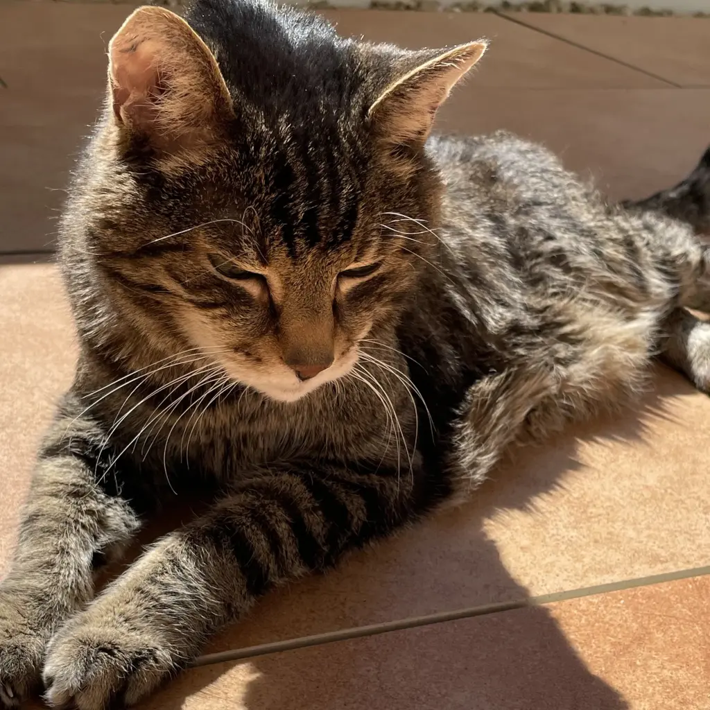 Image from Felix