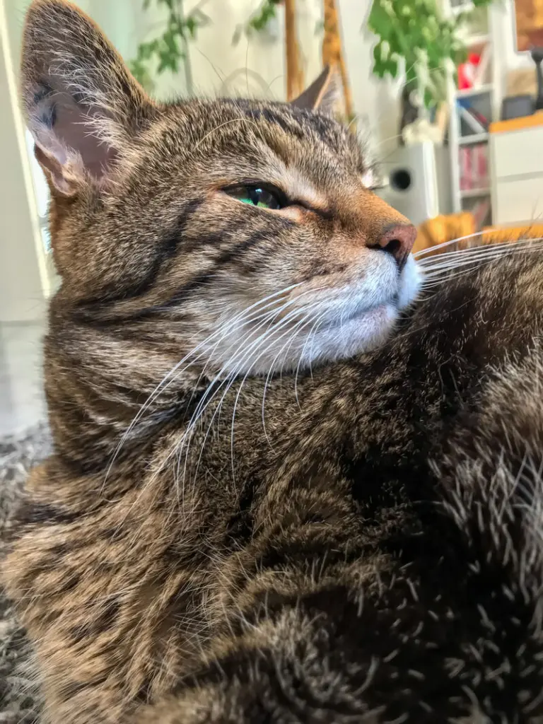 Image from Felix