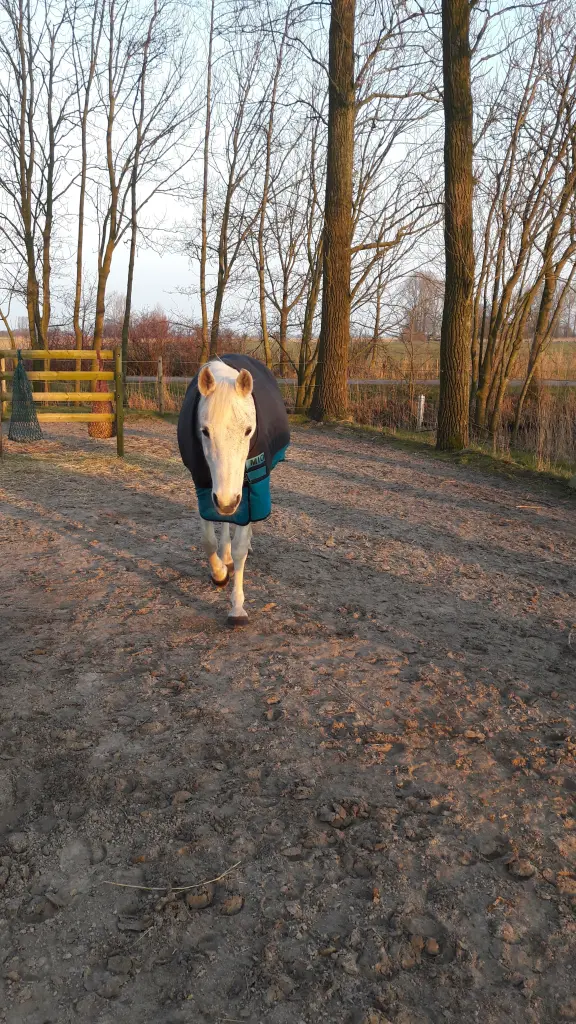 Condolence image of Susanne 