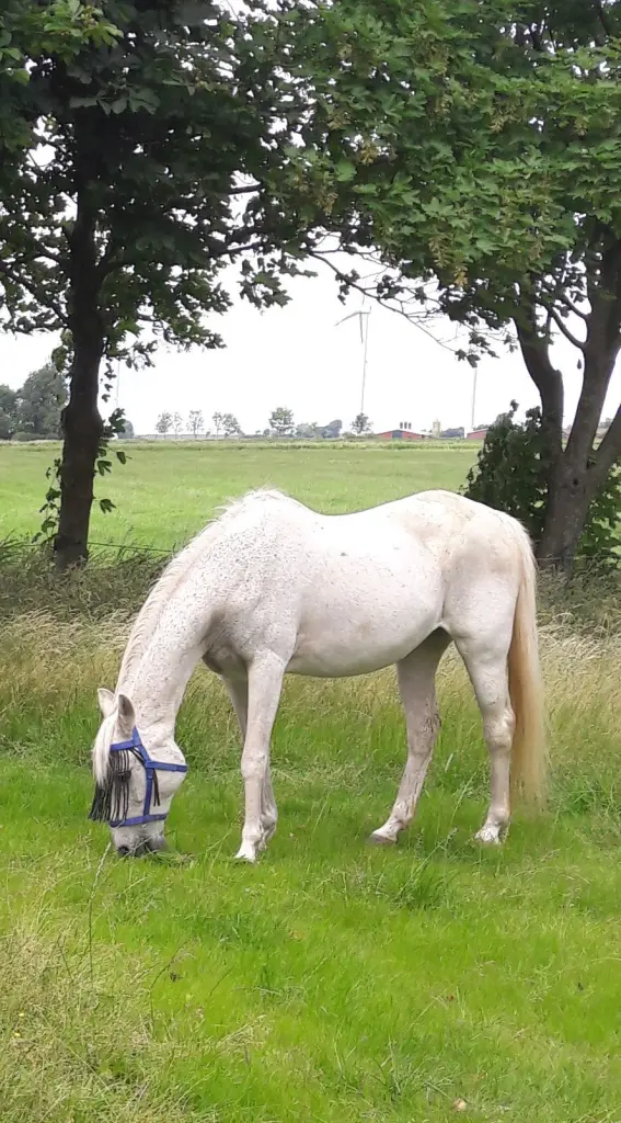 Image from Lady (Mutzi)