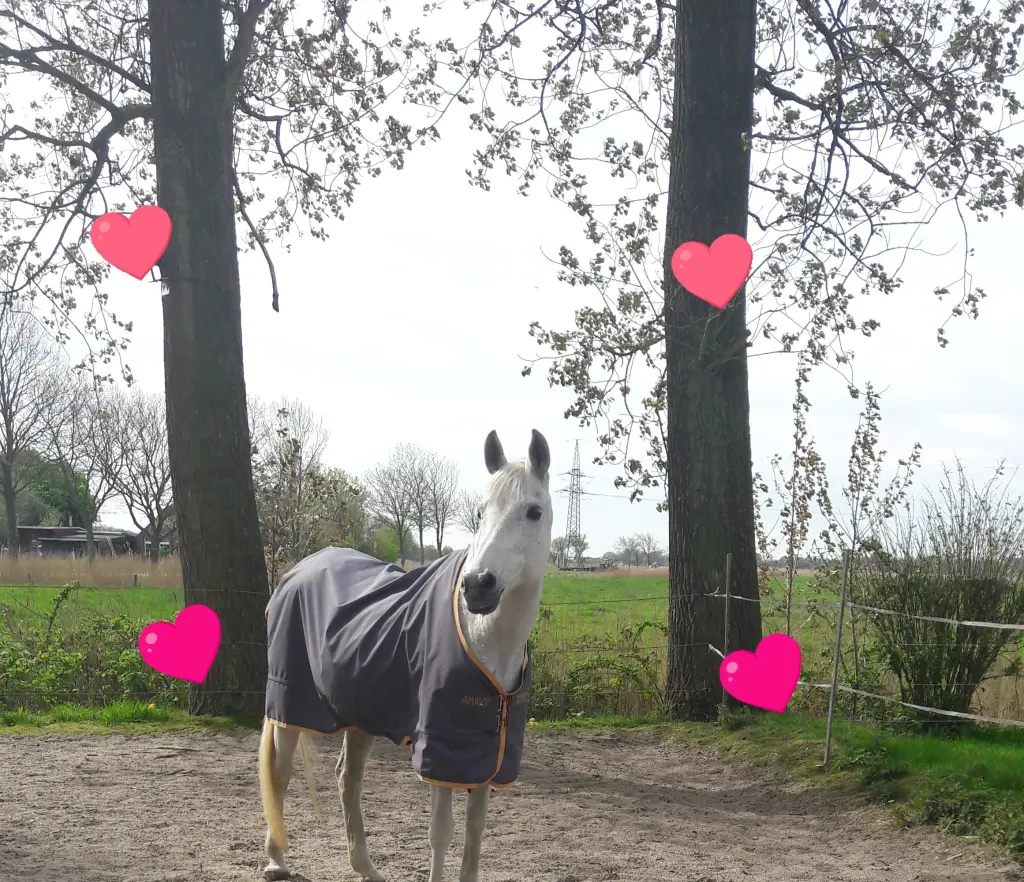 Image from Lady (Mutzi)