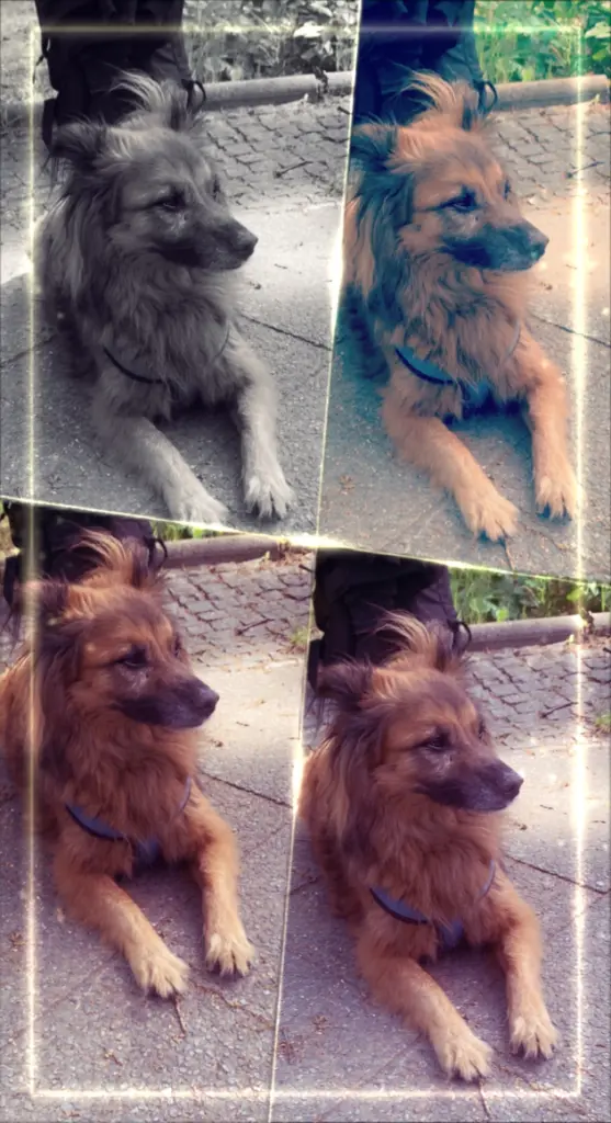 Image from Spiki
