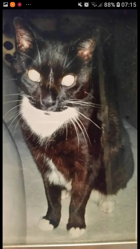 Condolence image of Patricia Peroni