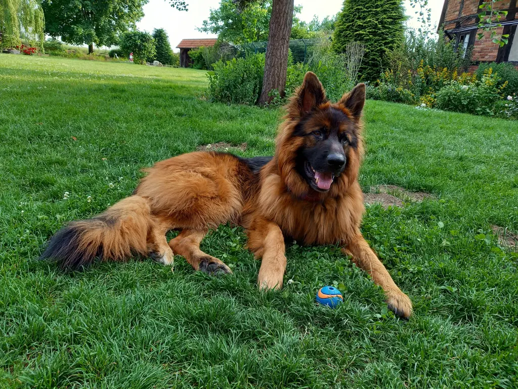 Bild von Prince