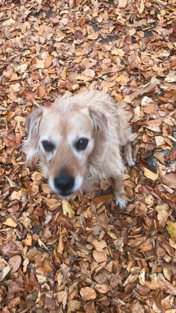 Image from Pepper