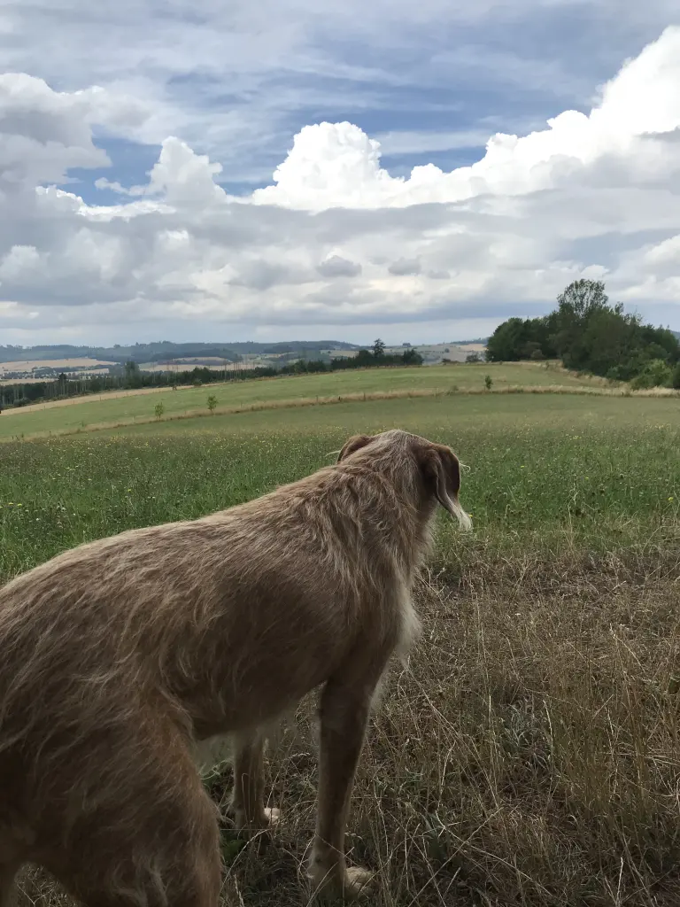 Image from Pepper