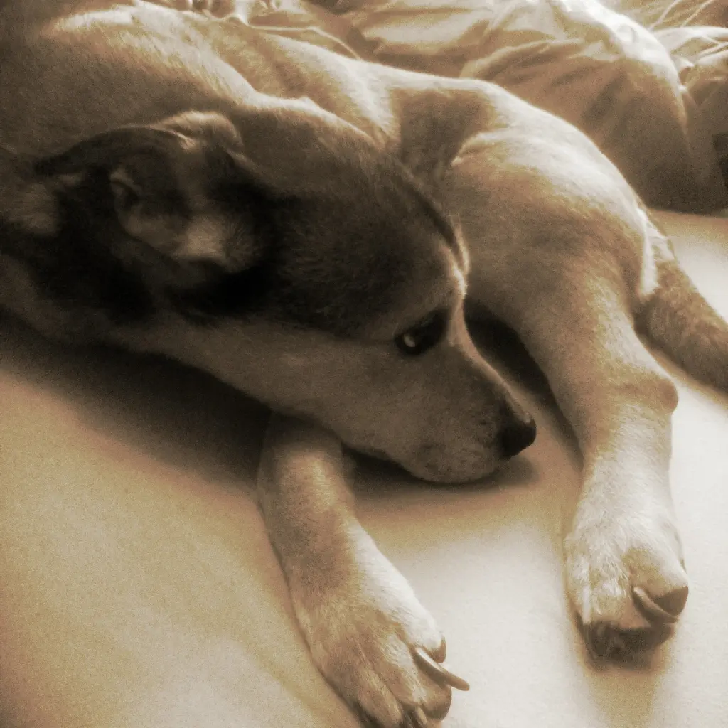 Image from BALU