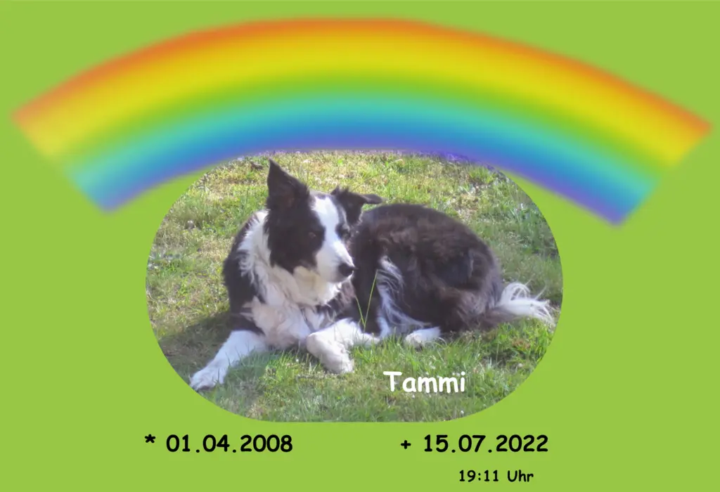 Image from Tammi