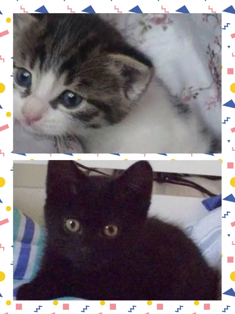 Image from Gismo