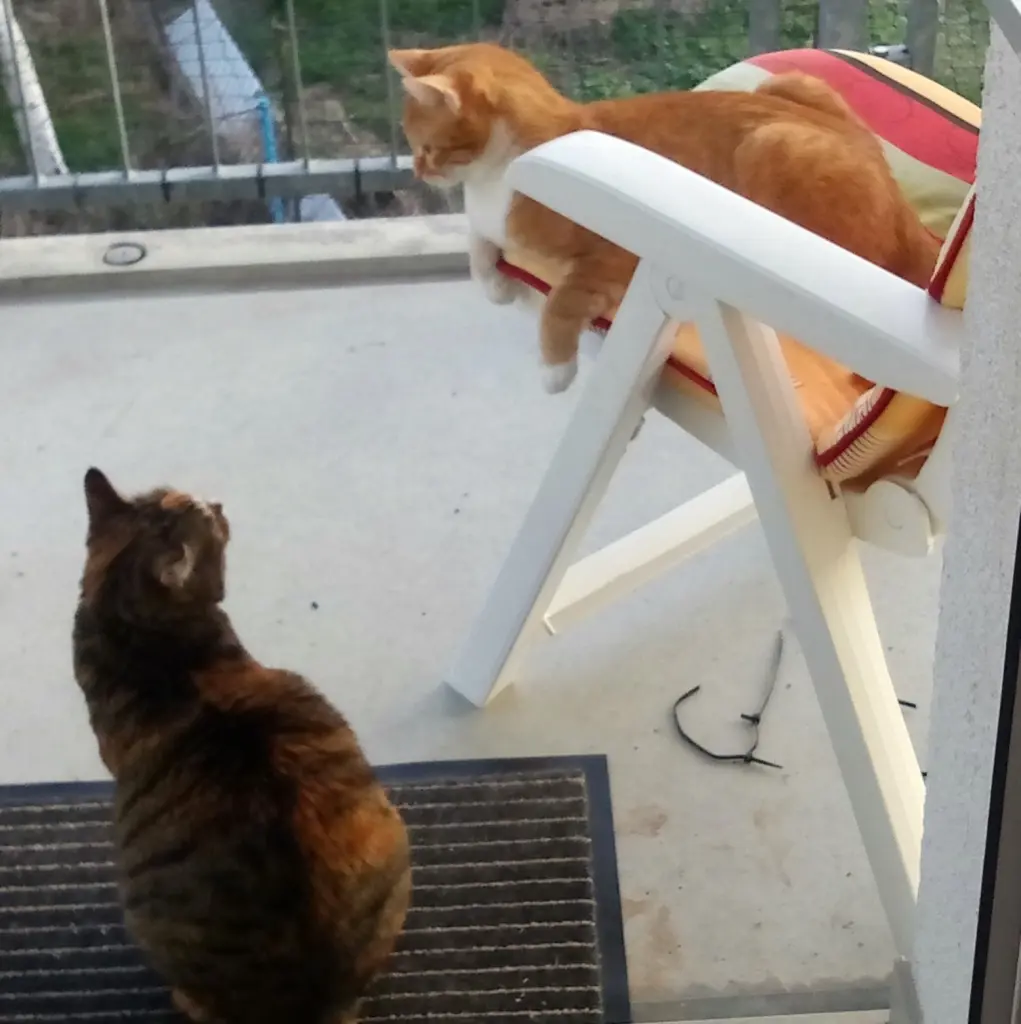 Image from Polly