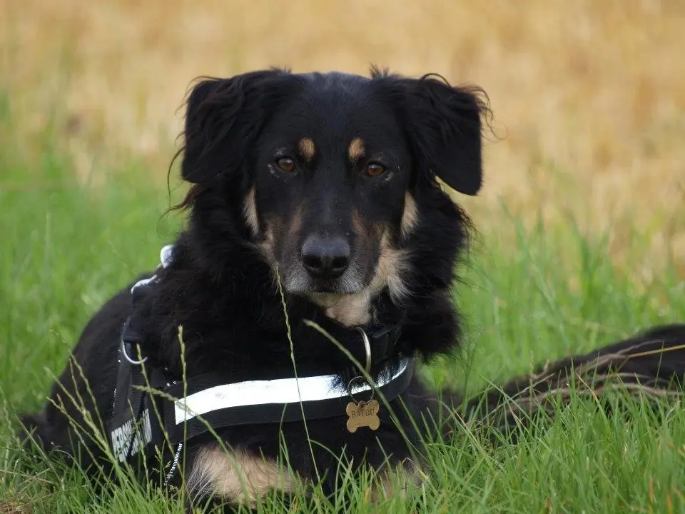 Image from Balou