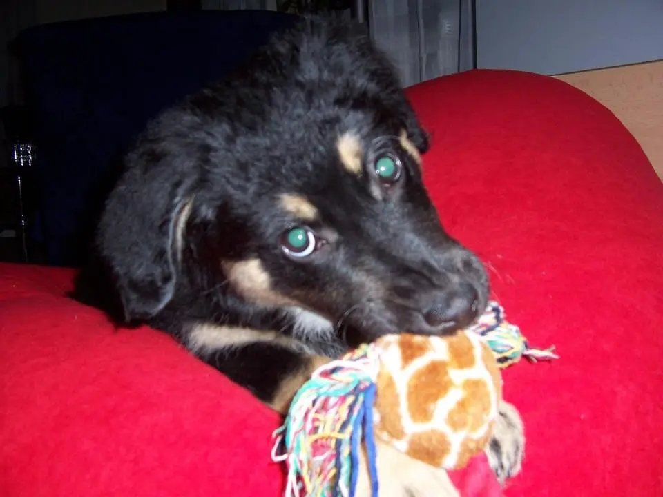 Image from Balou