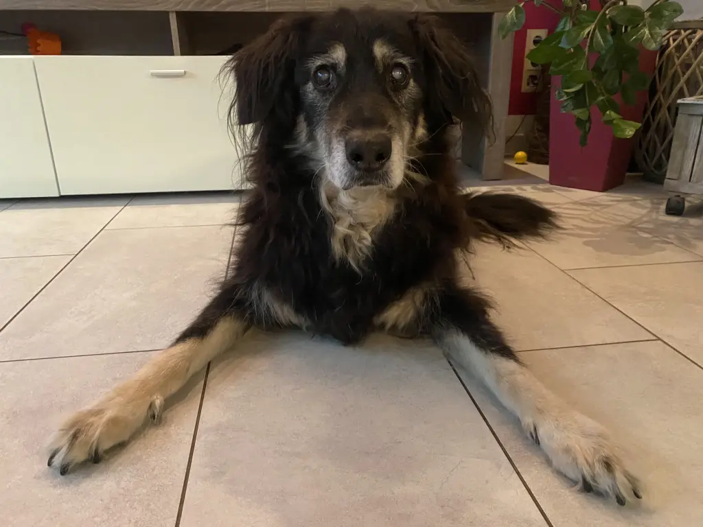 Image from Balou