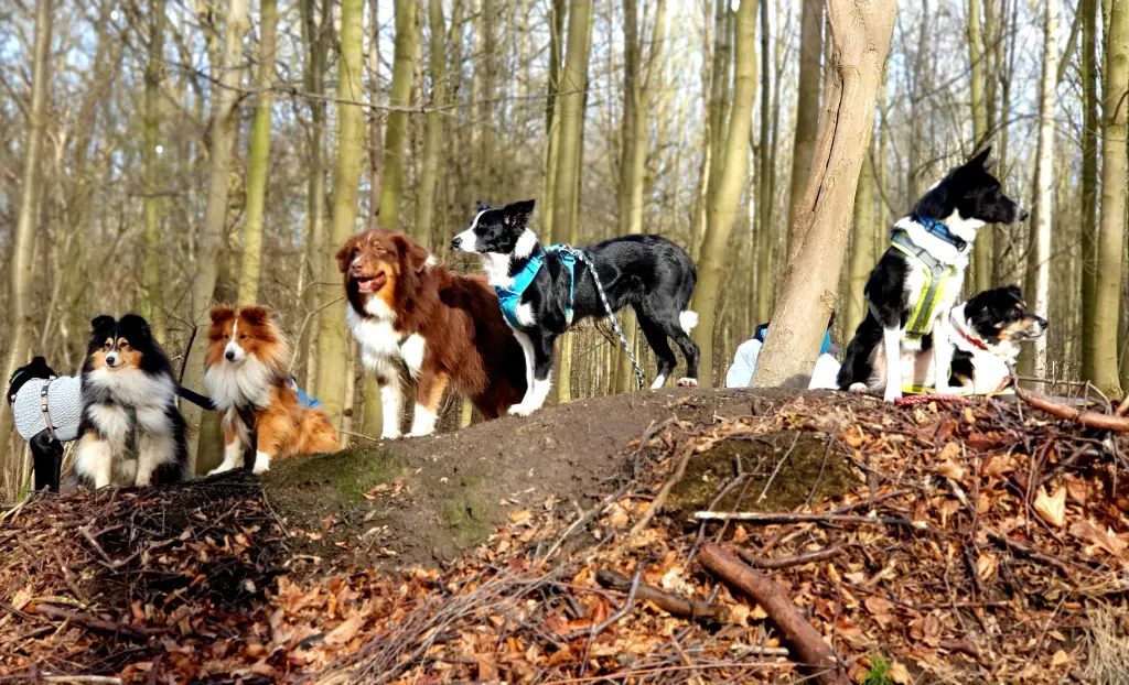 Condolence image of Annika vom Dog-Faces 