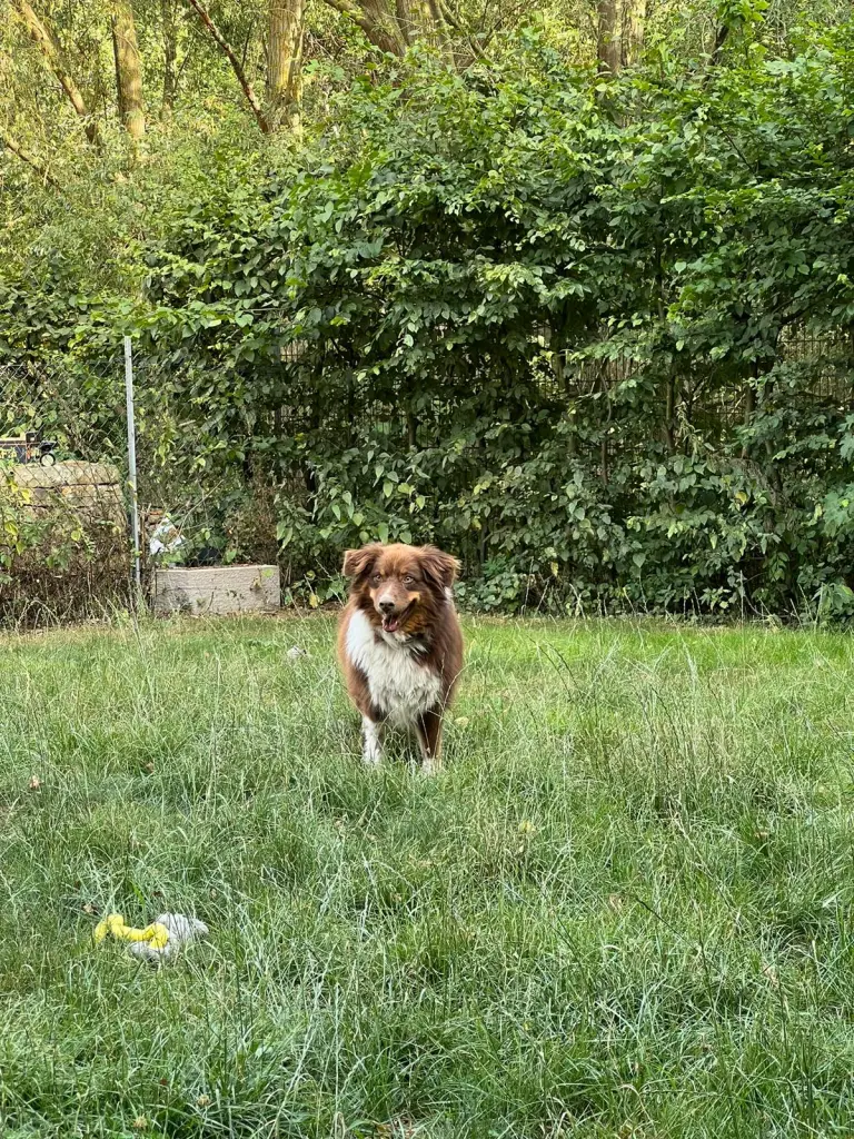 Image from Simba