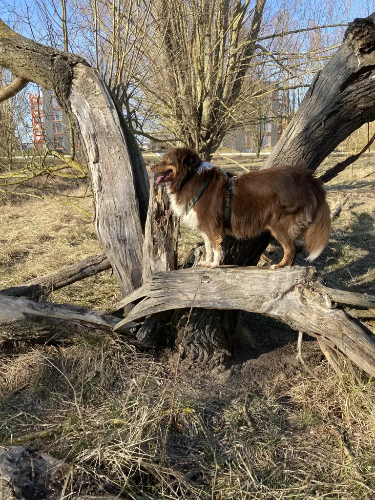 Image from Simba