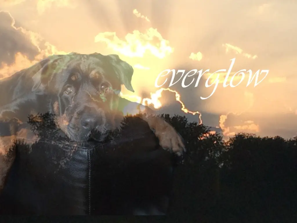 Image from Feebee