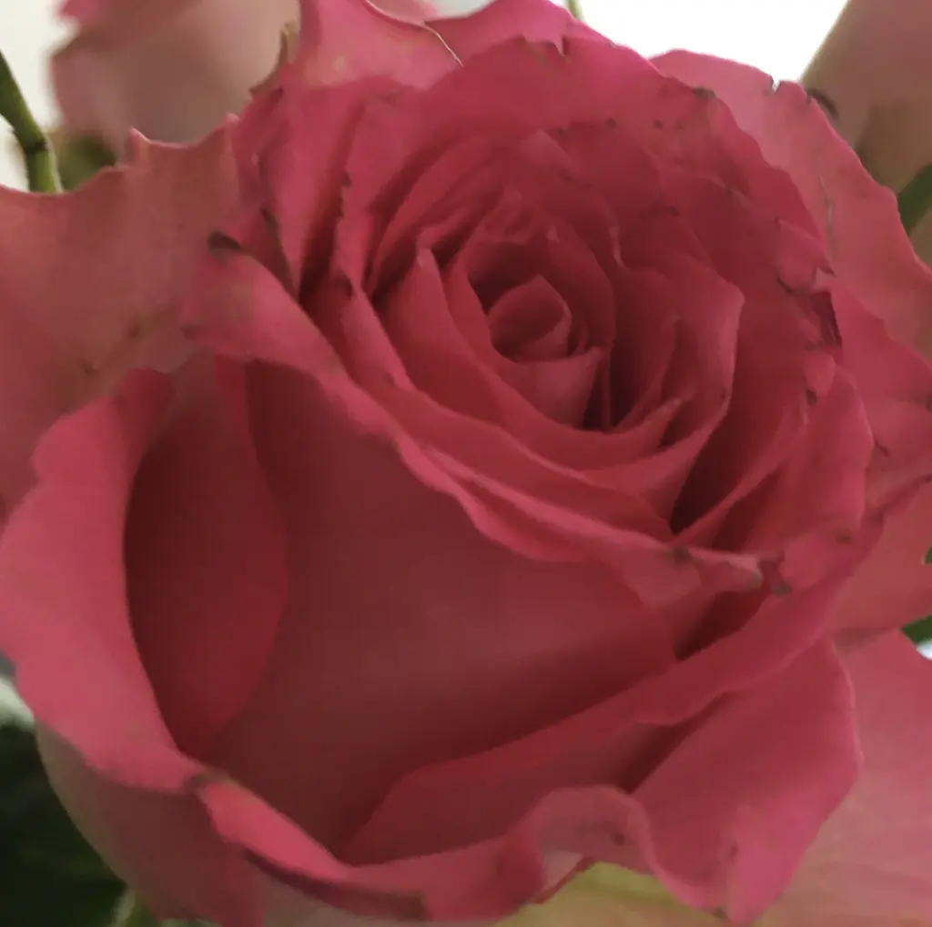 Condolence image of Hannelore