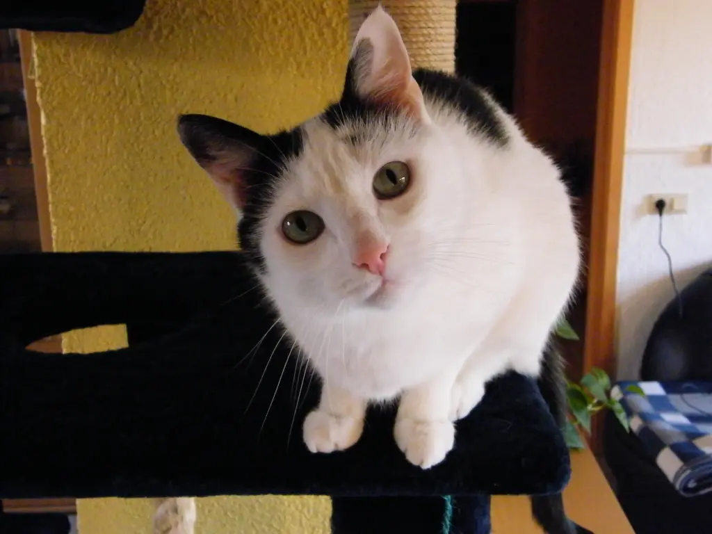 Image from Flecki