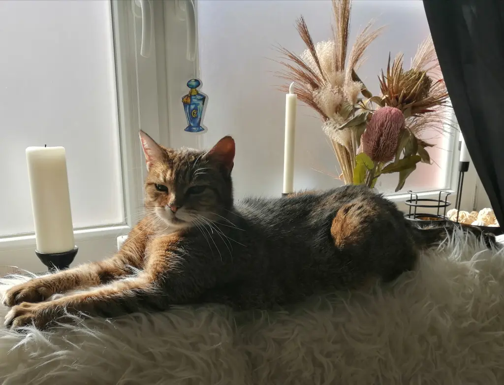 Image from Lara