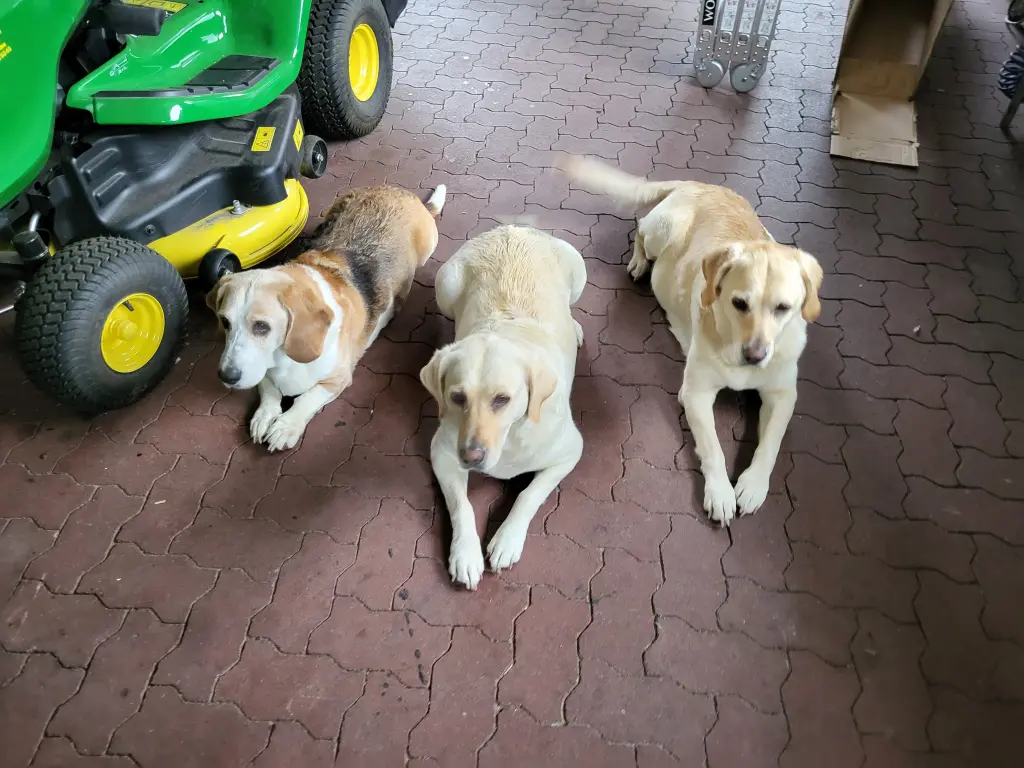 Image from Baddy