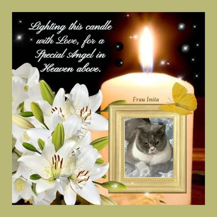 Condolence image of Sabine mit Kaspar tief im Herzen☸ڿڰۣ❤️