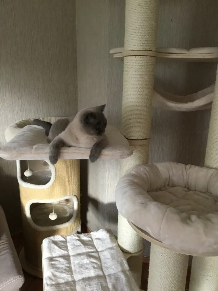 Image from Ziva