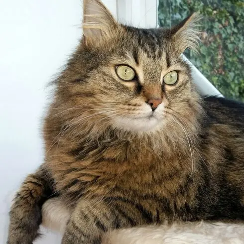 Andachtsbild von Ramona mit Rambo